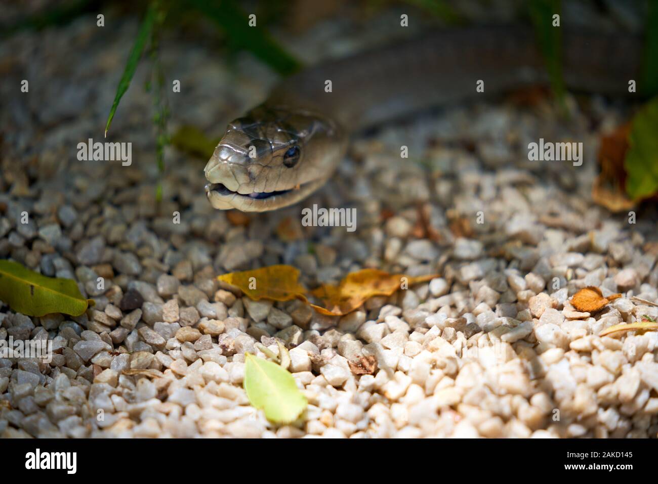 Snake sanctuary in Tsitsicama South Africa Stock Photo