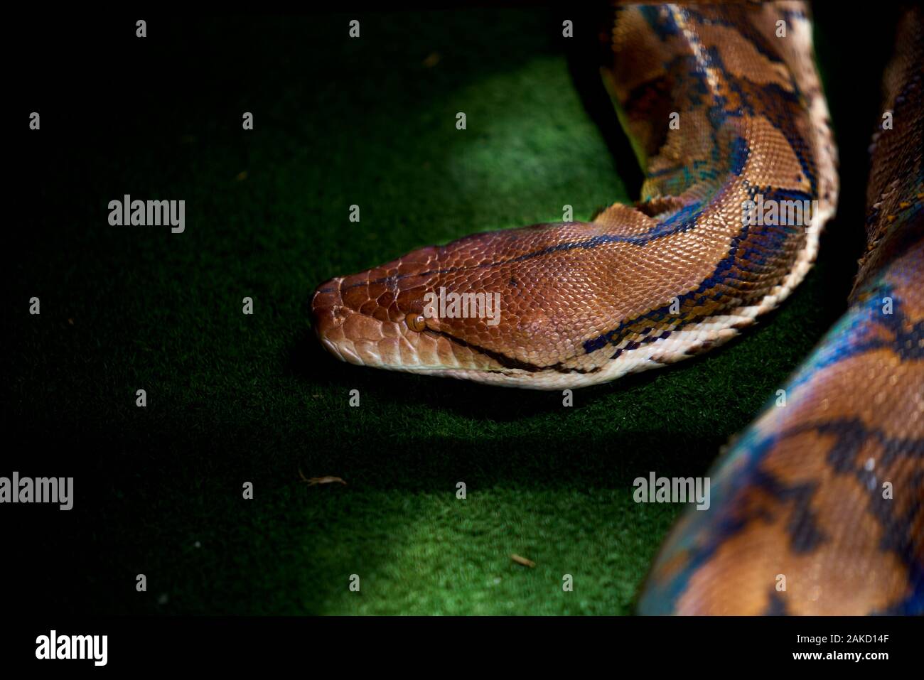 Snake sanctuary in Tsitsicama South Africa Stock Photo