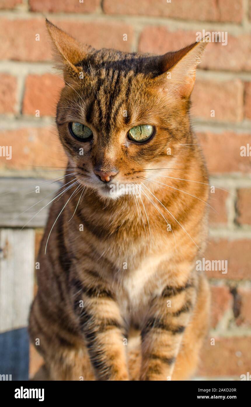 A stunning portrait of a red hued tabby cat (sometimes termed a cinnamon tabby) with green eyes. Stock Photo