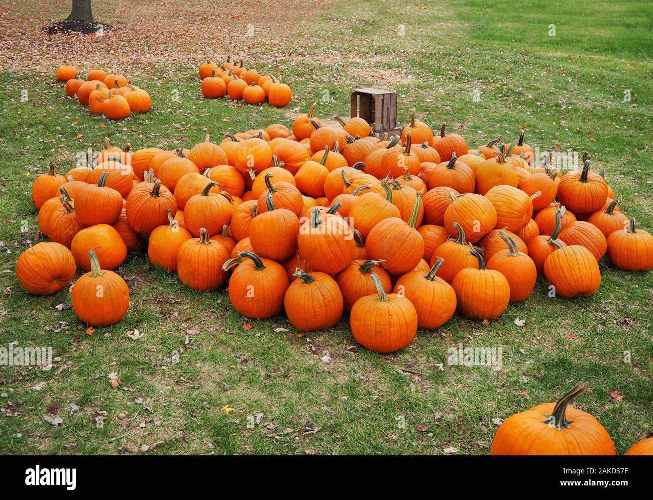 A large, sprawling pile of vibrant orange pumpkins on a grassy lawn with fallen autumn leaves and an old wooden produce crate. Stock Photo