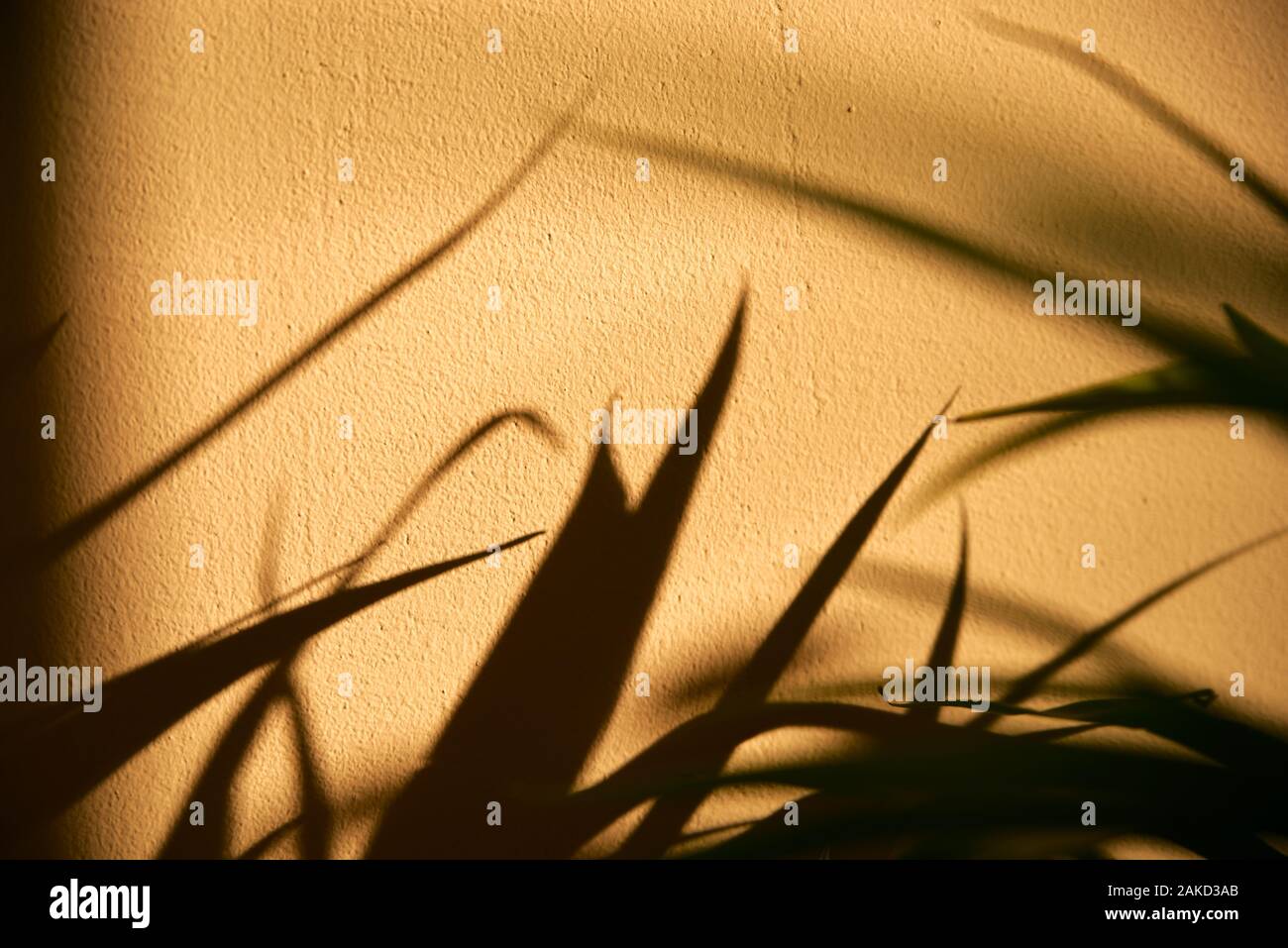 Shadows from the leaves on the wall. Stock Photo