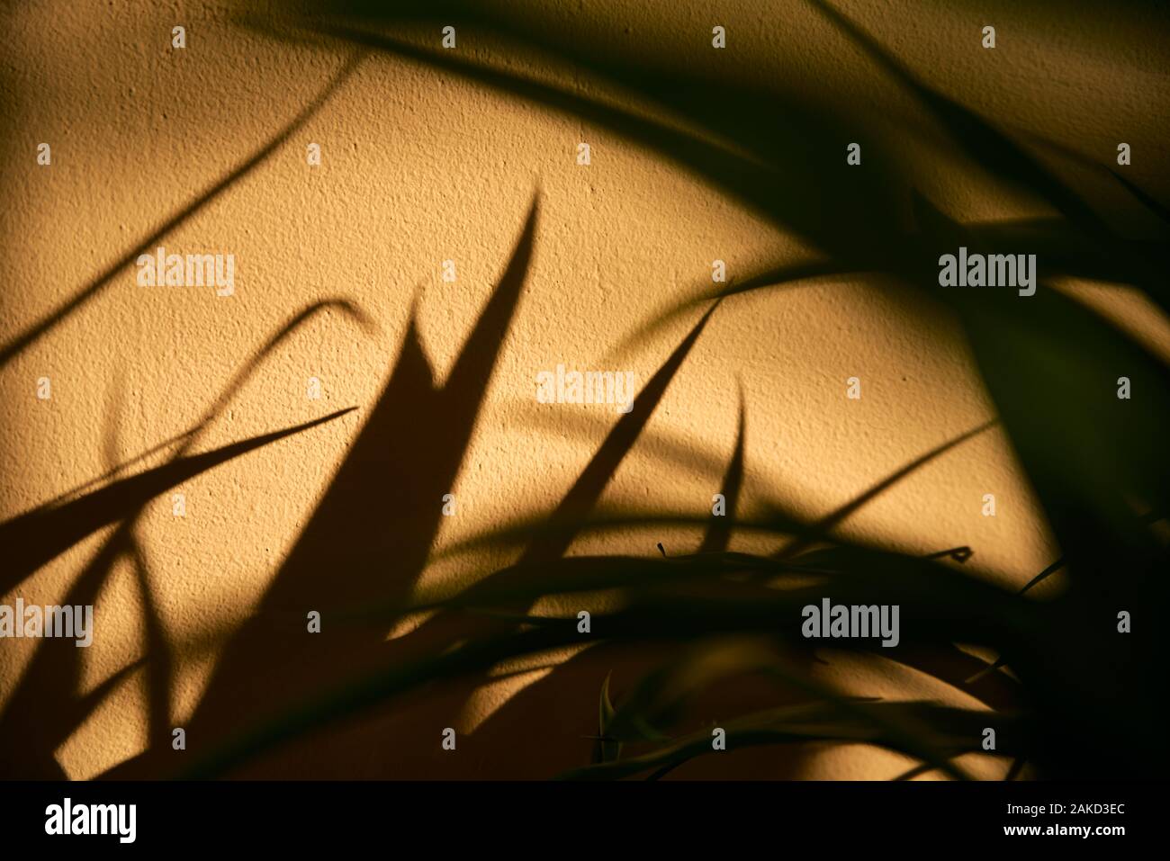 Shadows from the leaves on the wall. Stock Photo