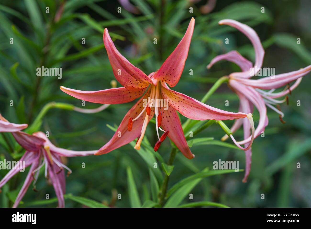 Pink leopard lily on a natural green background. Background of lily ...