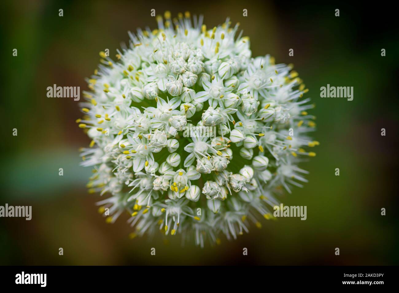 Macro image.Close-up with the prospect of decorative onion flowers blooming in a summer. Allium nigrum flower buds in summer. Stock Photo