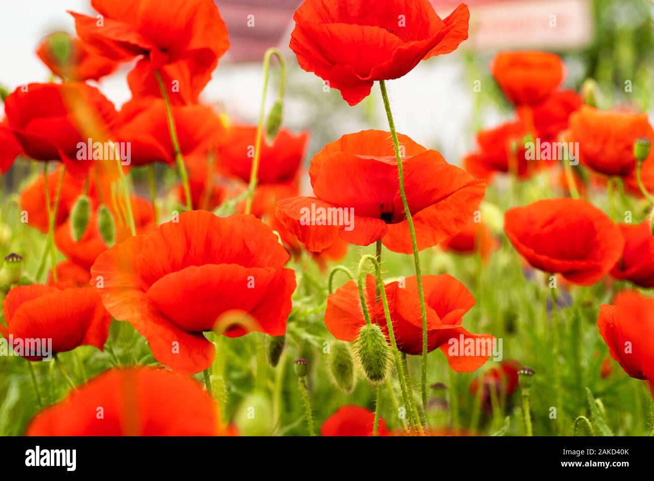 Wonderful springtime of wallpaper. Red poppies on the field on a sunny   concept. Beauty world Stock Photo - Alamy