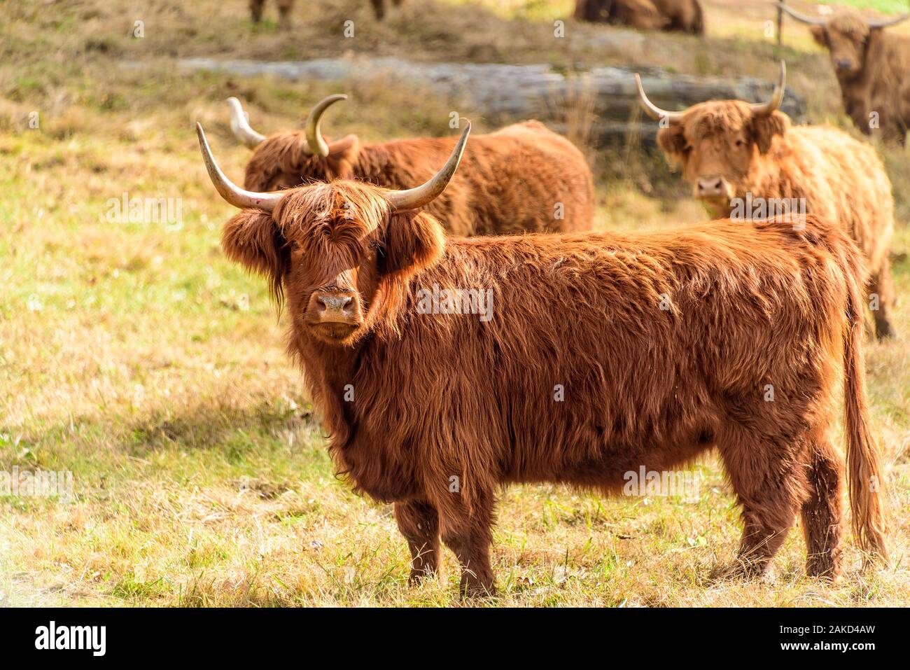 Curious Scottish Highland cow, also known as the long-haired Scotland Cows Stock Photo