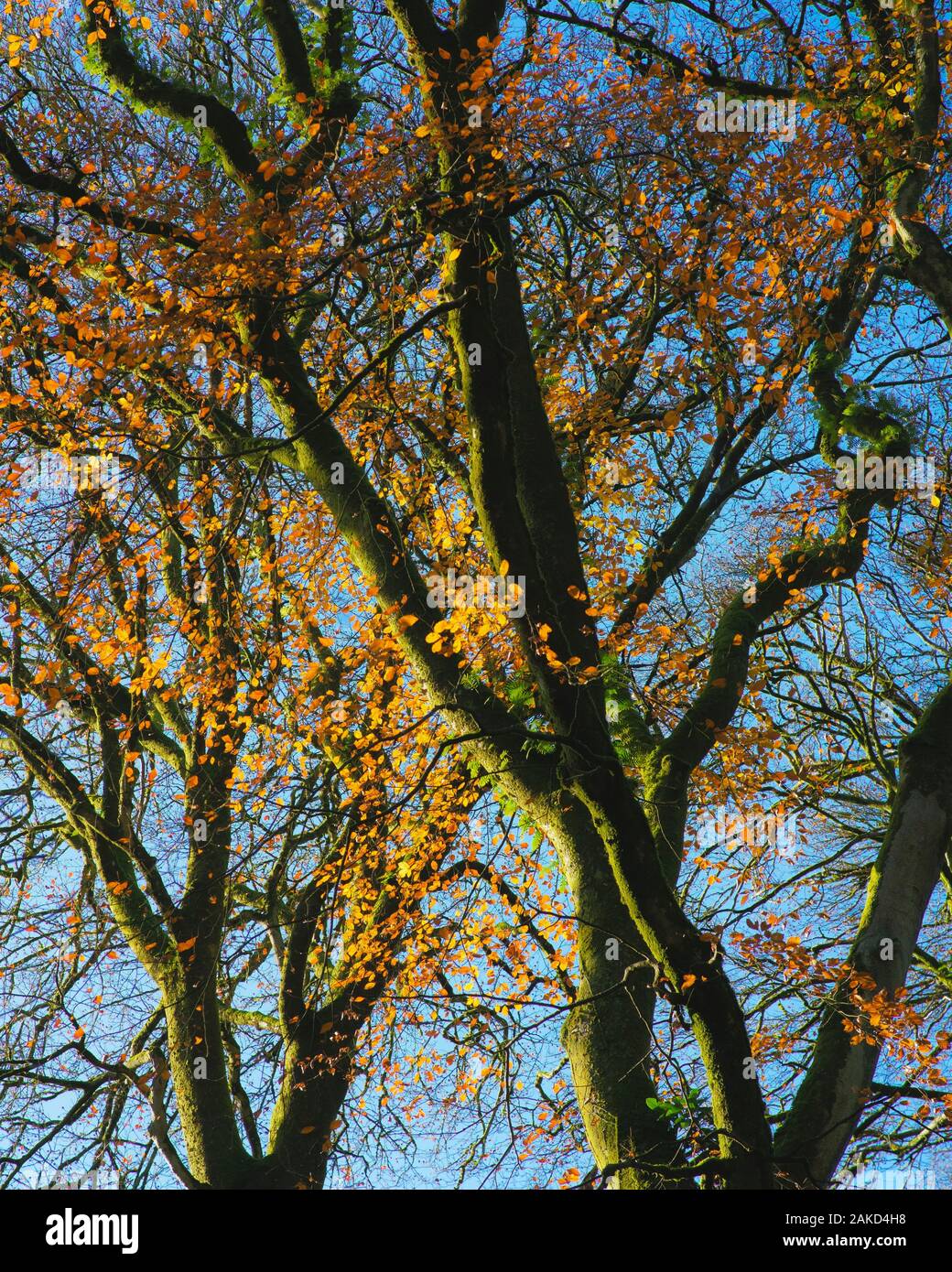 Autumnal trees, golden leaves ablaze and back lit by the sun like fire. Late autumn near Henllan Bridge, Newcastle Emlyn . West Wales UK 2020 Stock Photo