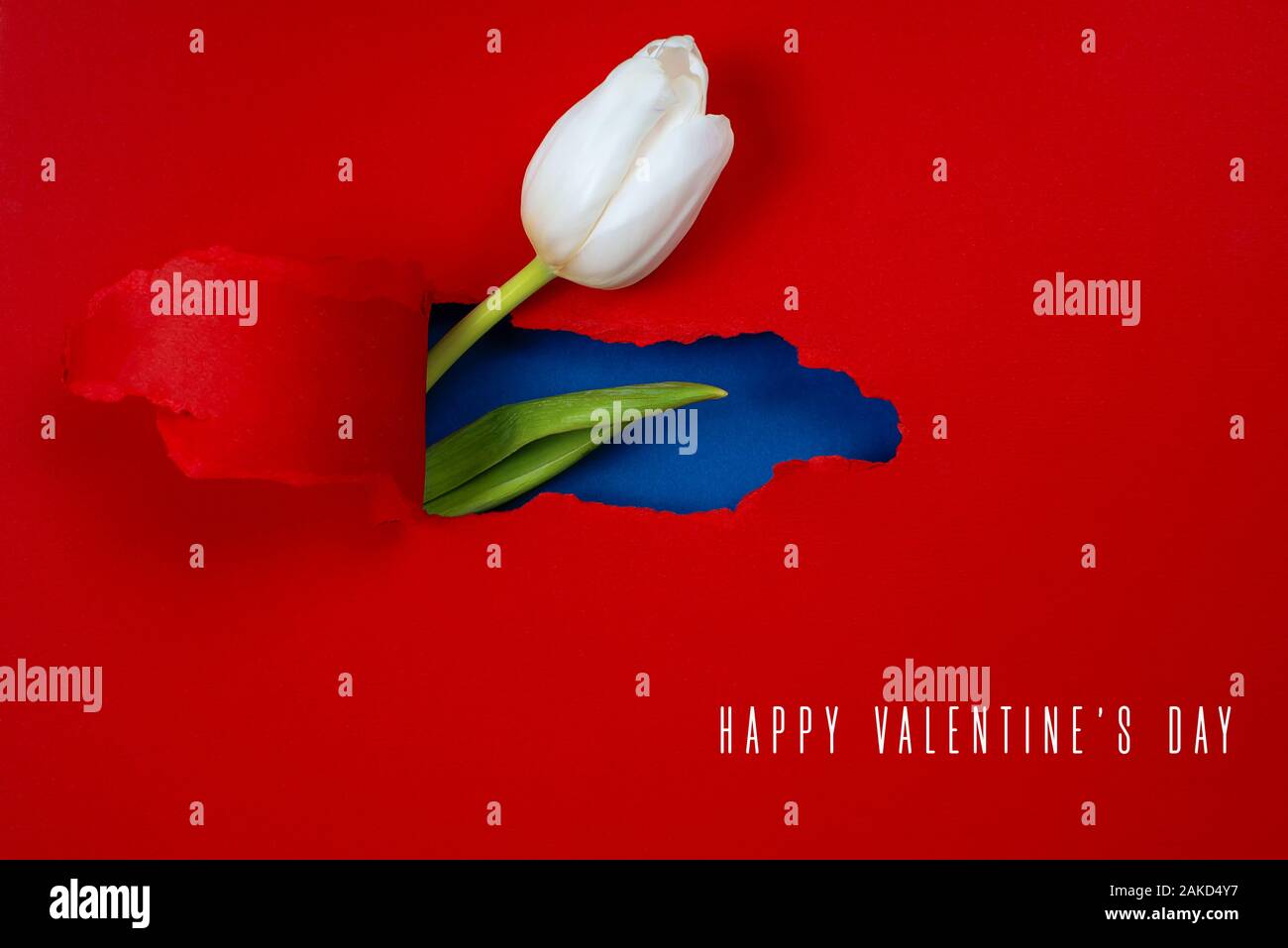 One white Tulip is visible from a hole in the red paper. Inside, a blue color and a green leaf are shown. Stock Photo