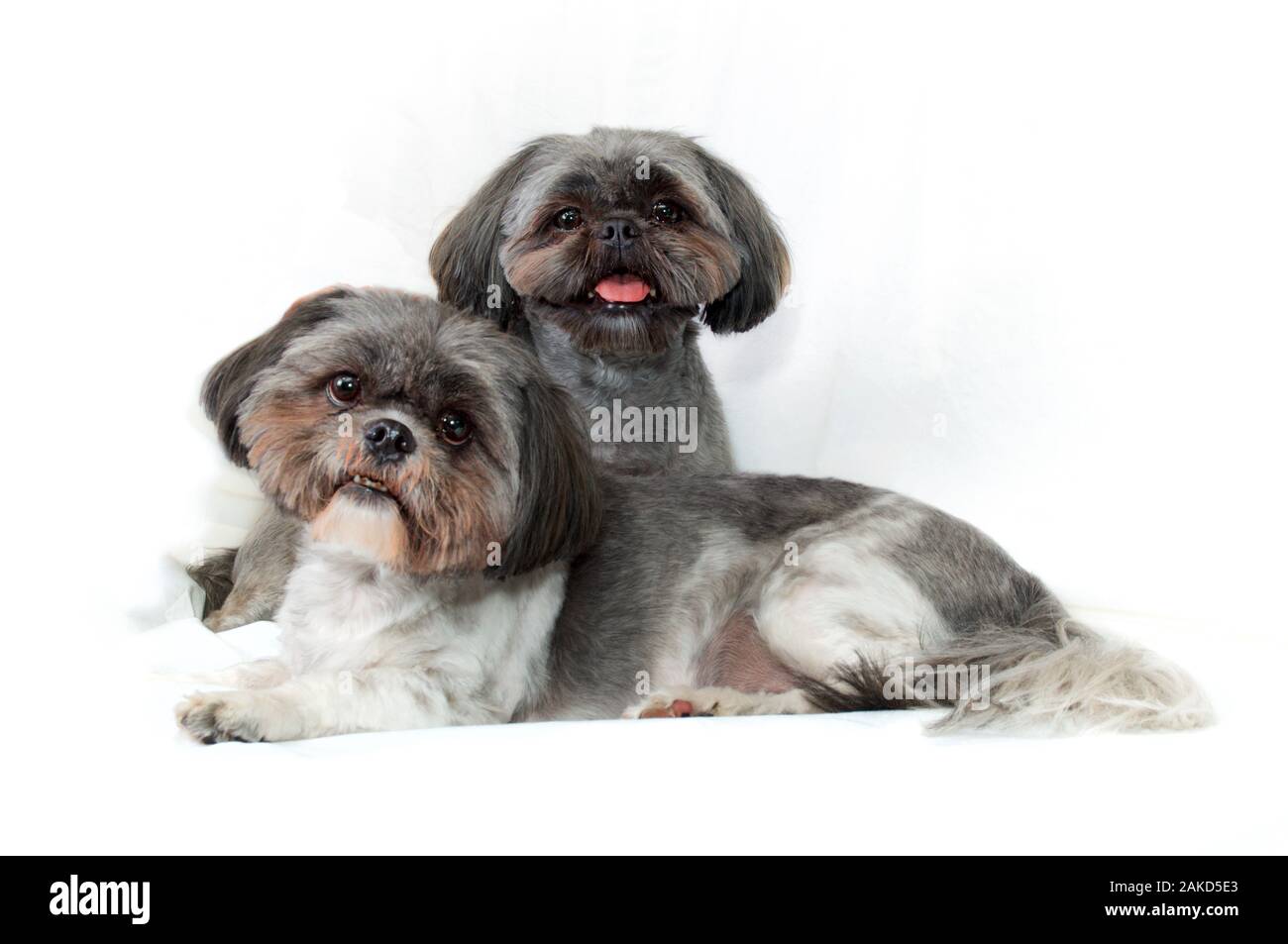 Shih Tzu Dog Cut Out Stock Images Pictures Alamy