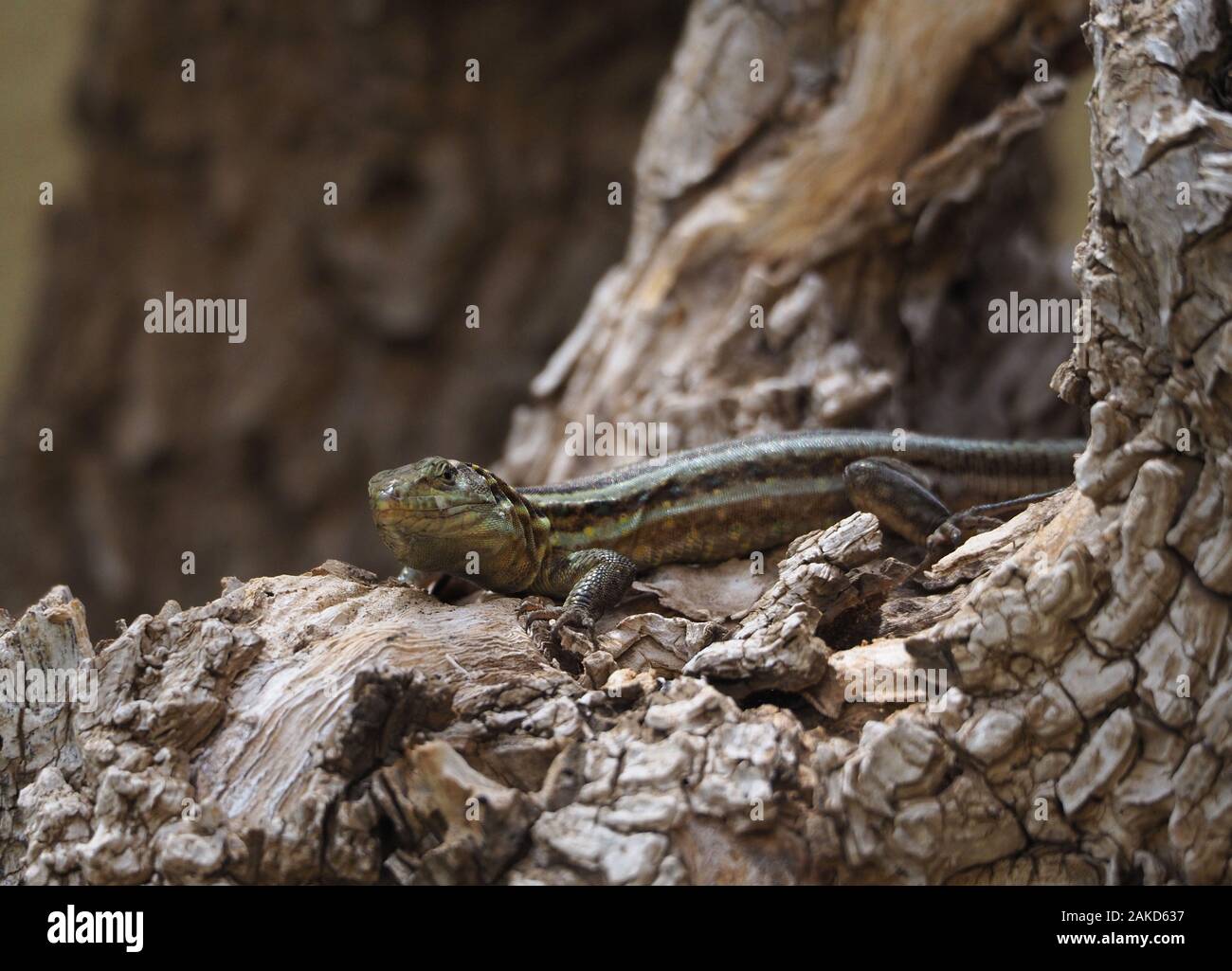 close up to lizard in a trunk Stock Photo