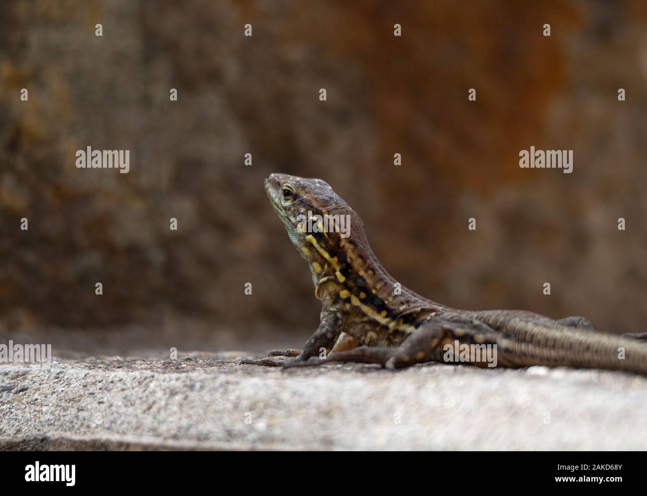 close up to lizard in a rock Stock Photo
