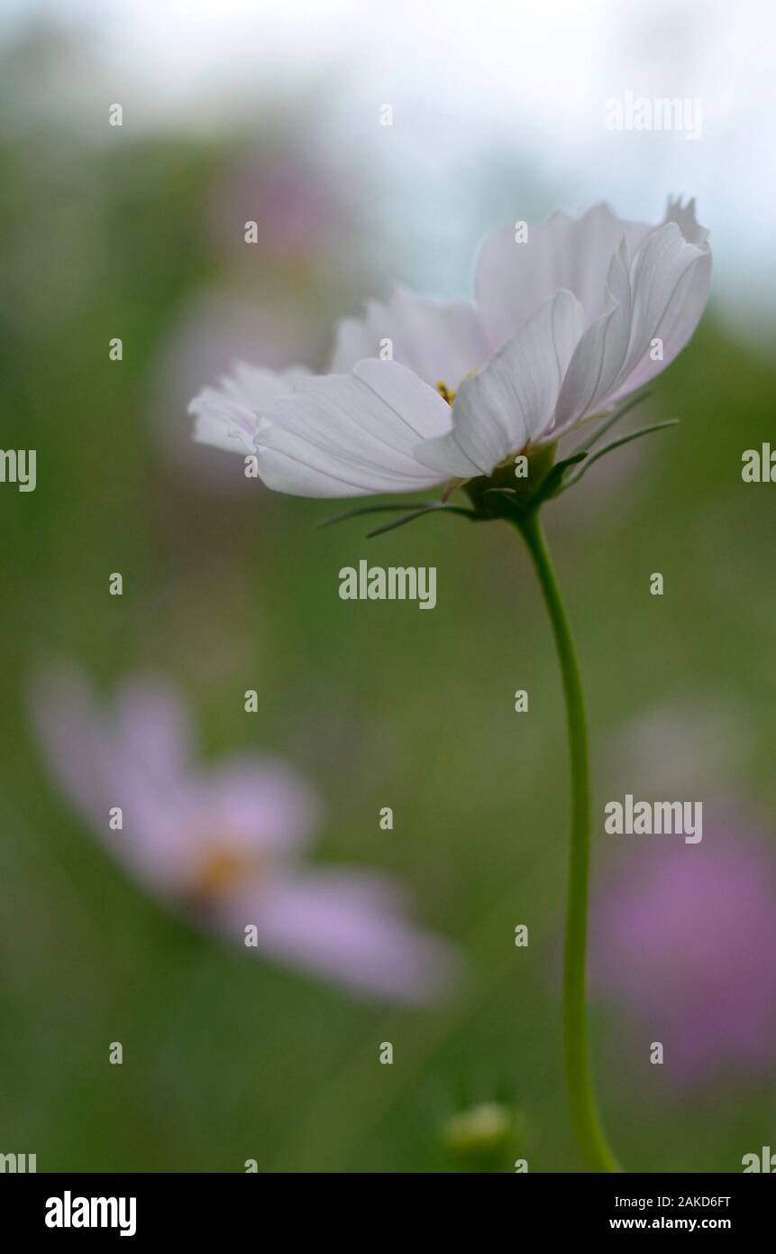 Lonely light hi-res stock photography and images - Alamy