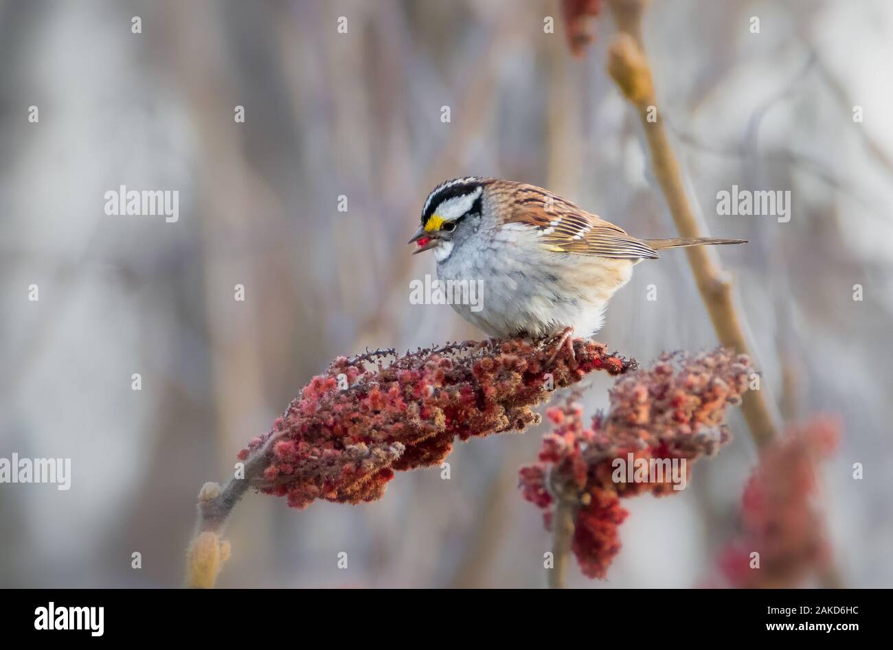 Close up of White-throated Sparrow feeding on red sumac fruits Stock Photo
