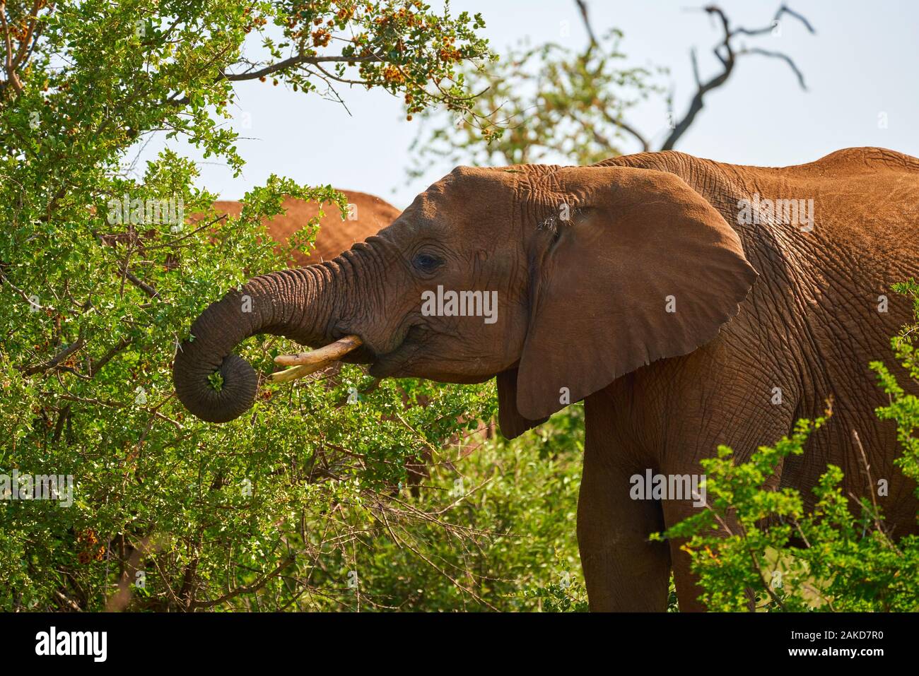 Wild life in south Africa Stock Photo