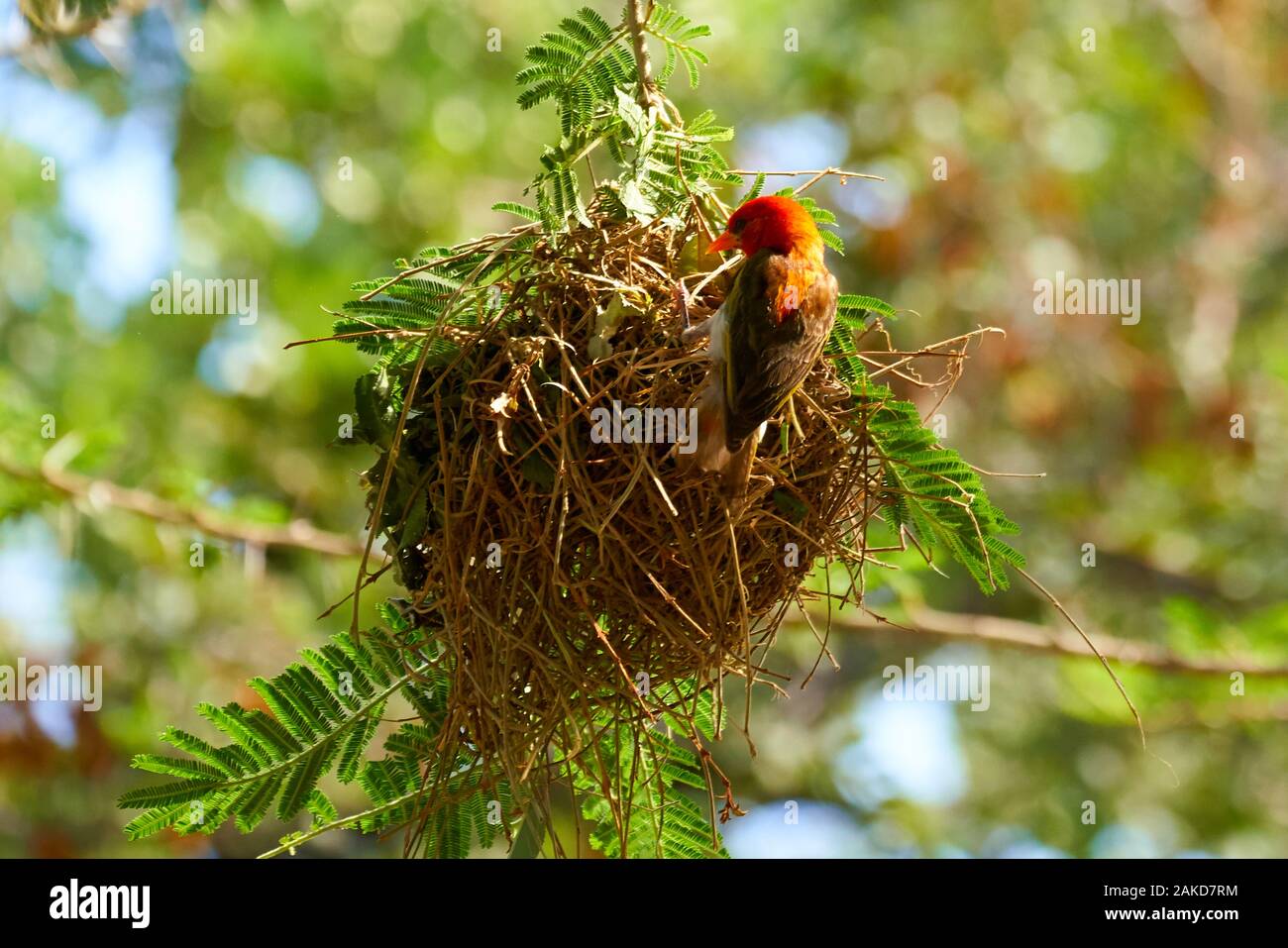 Wild life in south Africa Stock Photo