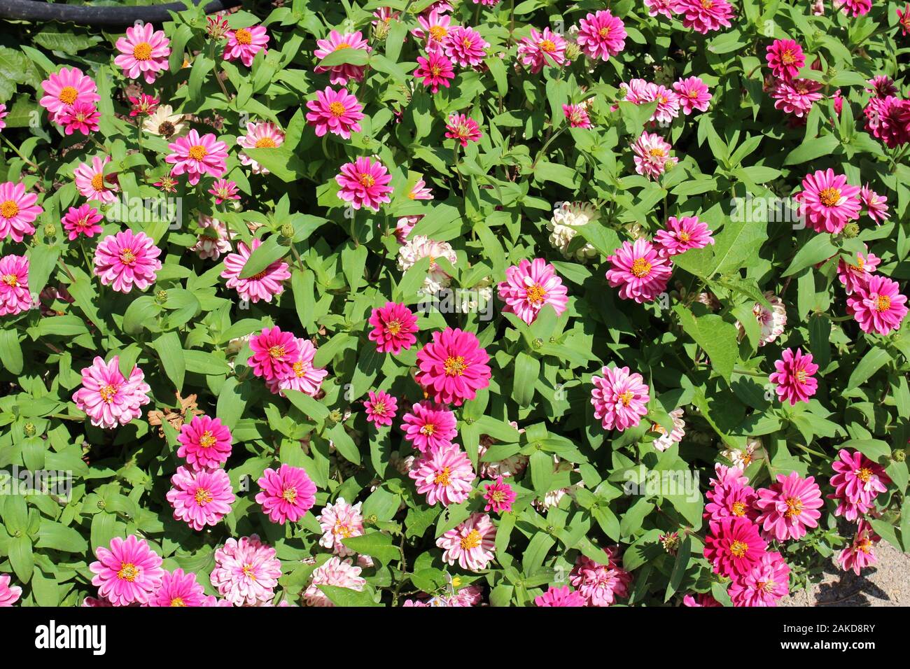 A flowerbed filled with a variety of pink Zinnias in varying stages of