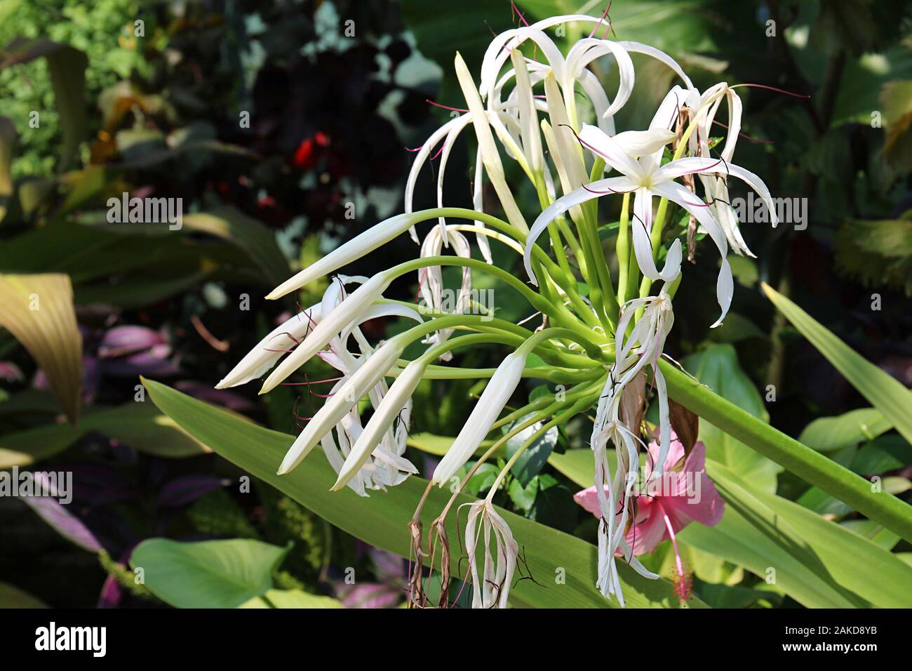 Close up of a White Queen Emma Lily flower head with buds, flowers and spent blooms Stock Photo