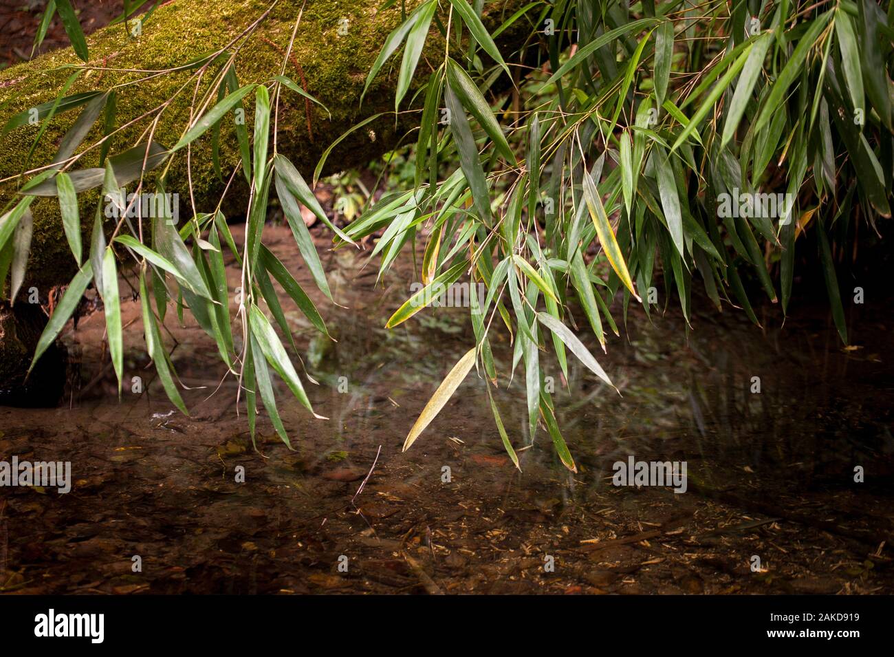 Crystal clear water sunny hi-res stock photography and images - Alamy