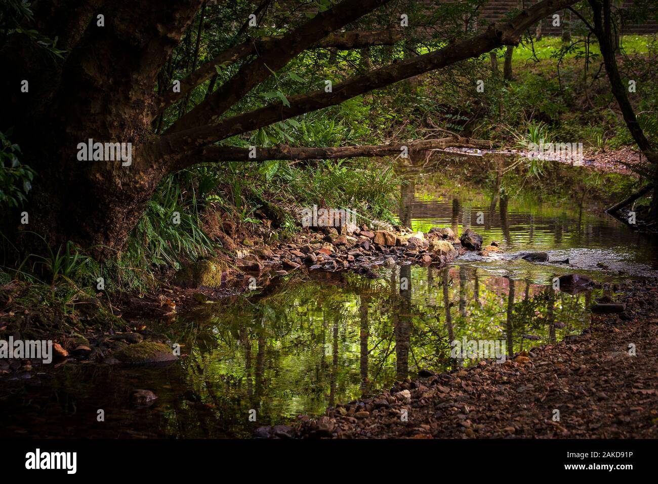 A Crystal Clean River Water Passing A Forest Lit By Summer Light Stock Photo Alamy