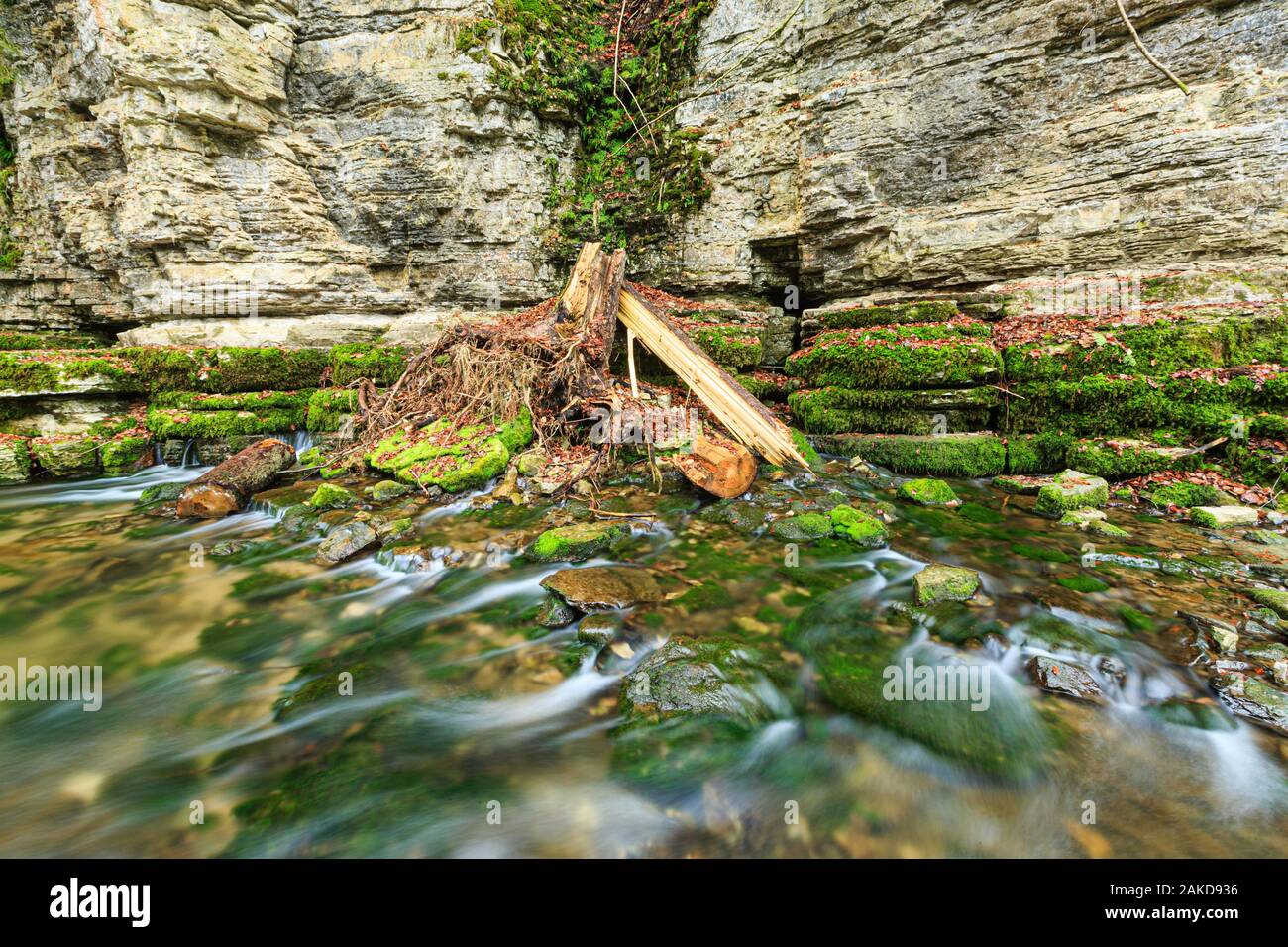 Weathering tree root, River Wutach in the Wutach Gorge, Black Forest ...