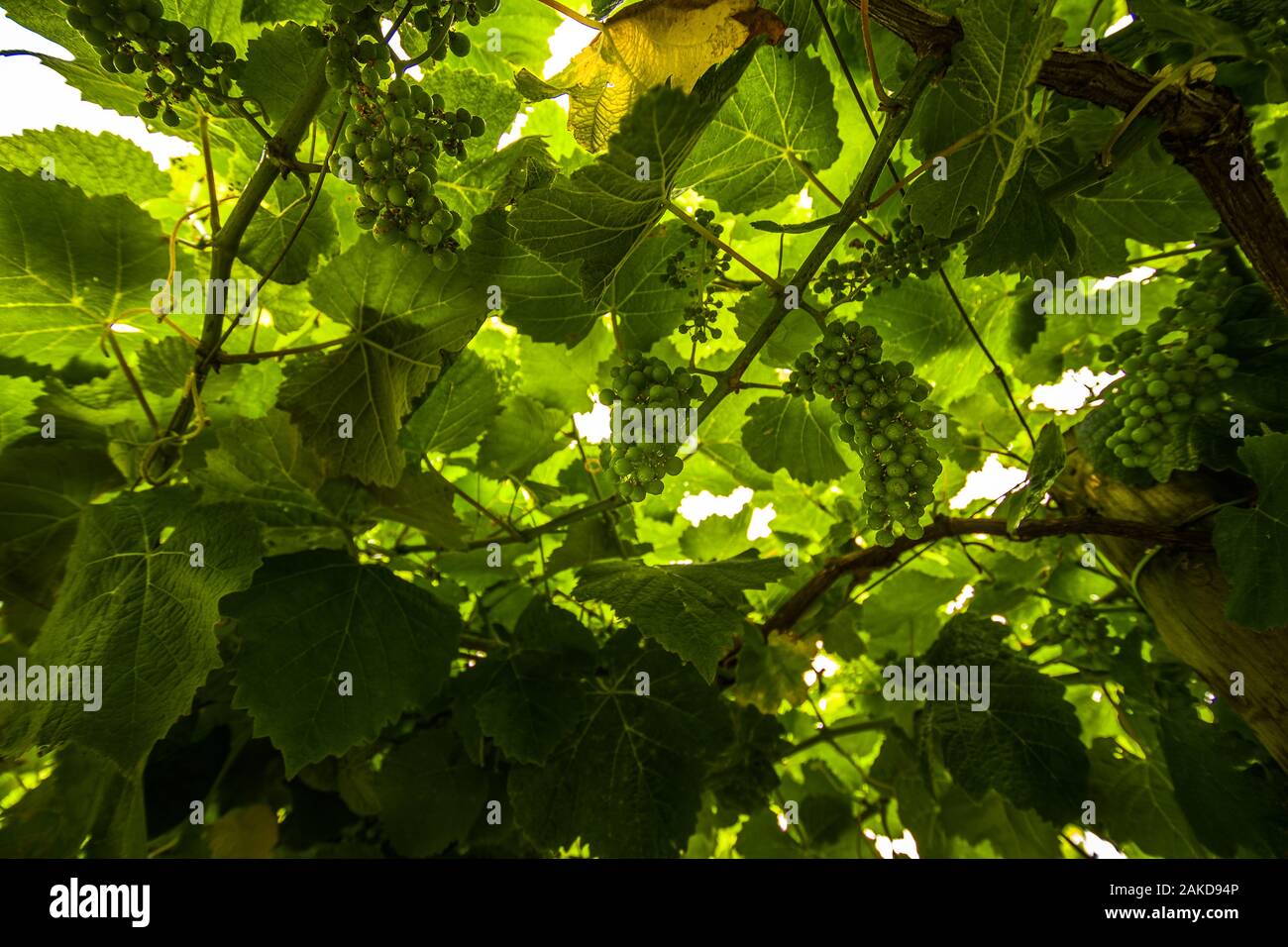 Fresh green branches of txakoli wines on wineyard Stock Photo