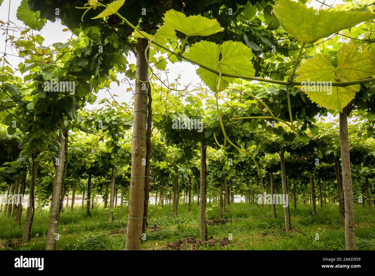 Fresh green branches of txakoli wines on wineyard Stock Photo