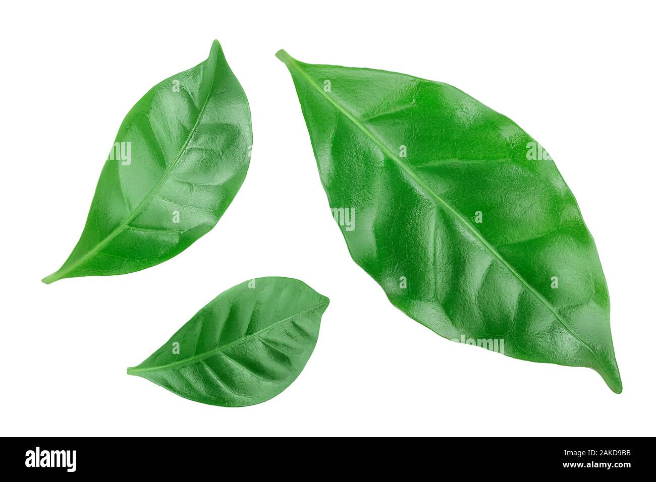 Green coffee leaves isolated on a white background Stock Photo - Alamy