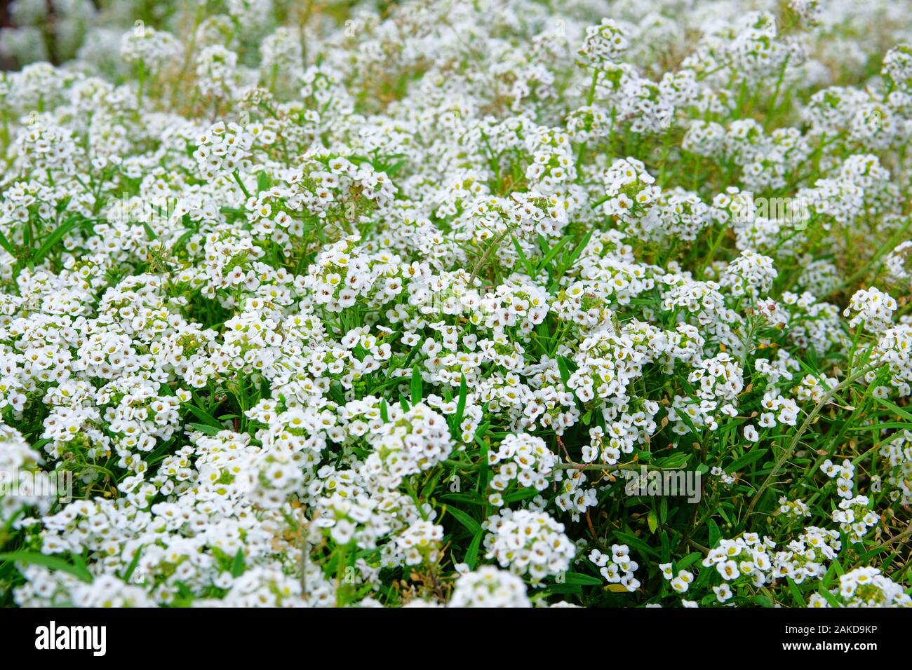 Alyssum flowers hi-res stock photography and images - Alamy