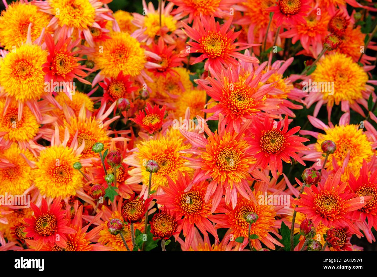 Orange and red chrysanthemums in gardening nursery. Chrysanthemums wallpaper. Floral bright blooming background. Close up. Stock Photo