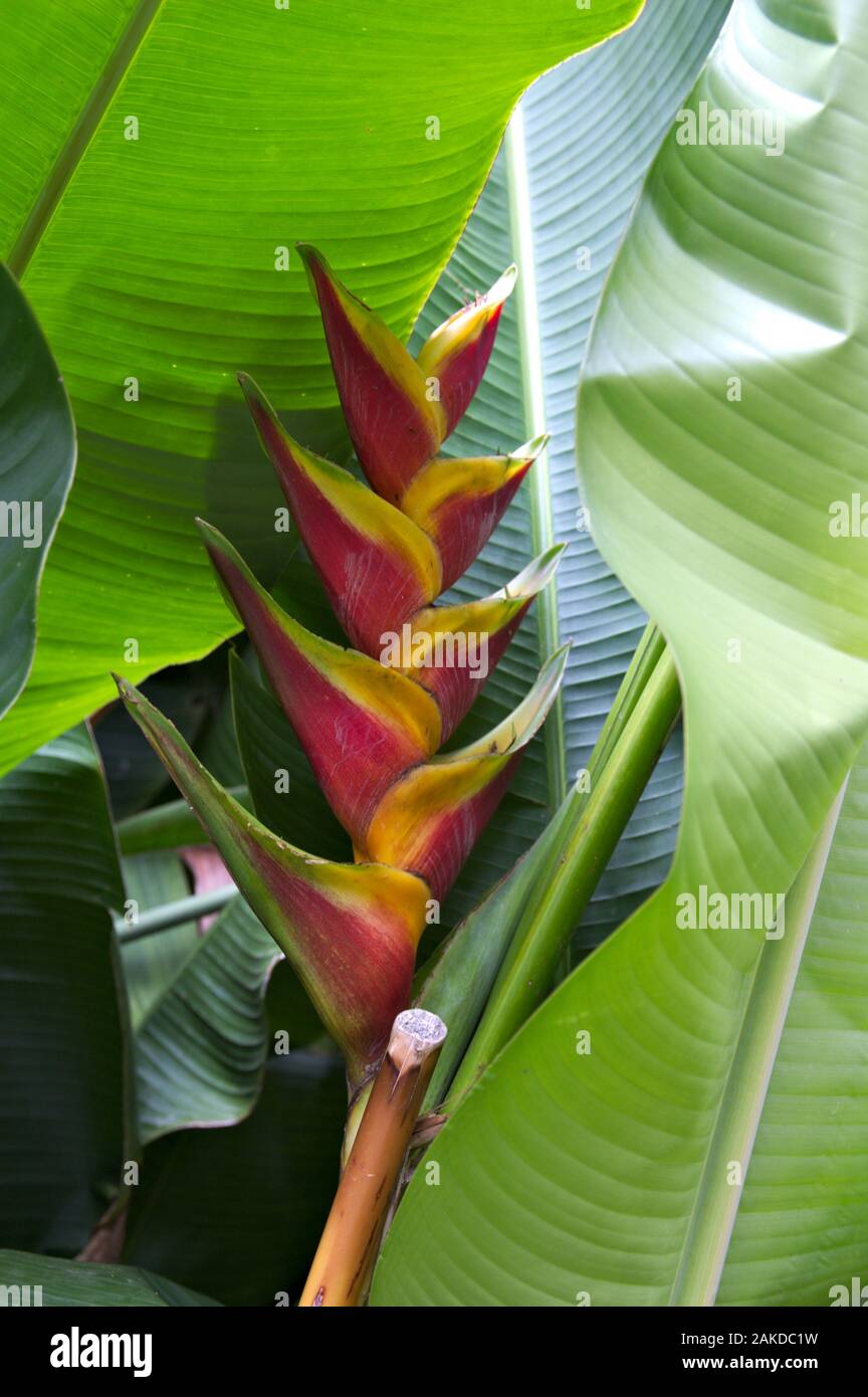 Heliconia bihai x Caribaea 'Jacquinii'. Close-up of a great landscaping plant that features orangy-red bracts with wide yellow edges. Stock Photo