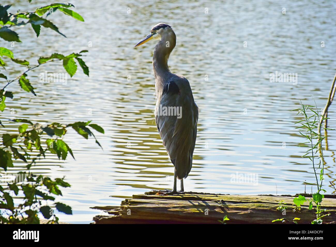 Great Blue Heron (Ardea herodias) standing ona log in Lost Lagoon, Stanley Park, Vancouver, BC.Canada Stock Photo