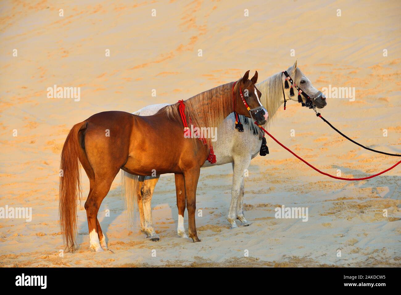 Two arabian horses in traditional tack halters and breastplates