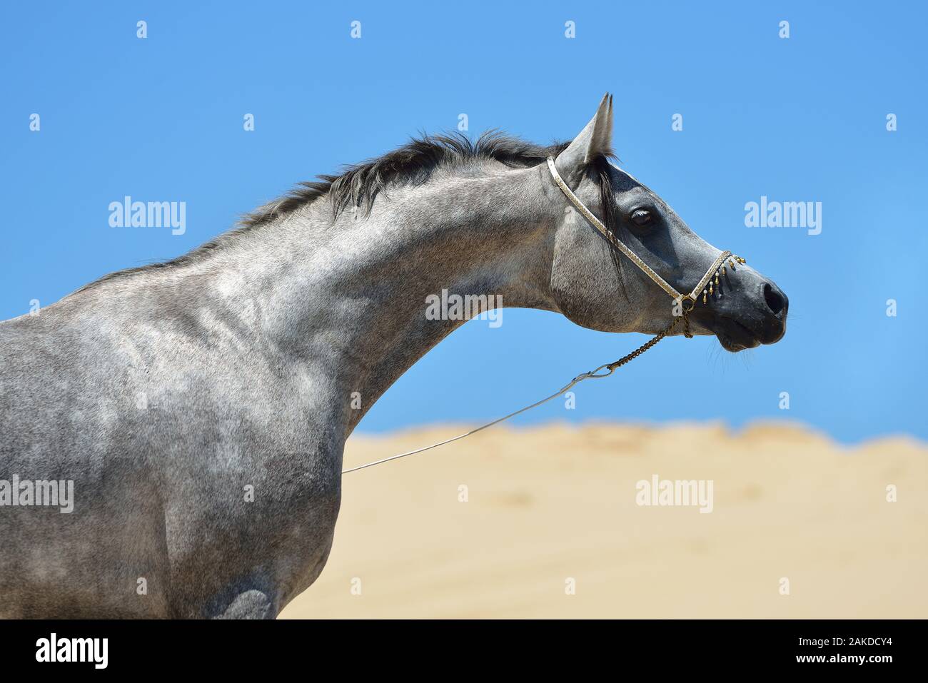 Grey purebred arabian breed stallion stretching neck with traditional show halter as decoration standing on the Yellow Sea beach in China. Stock Photo