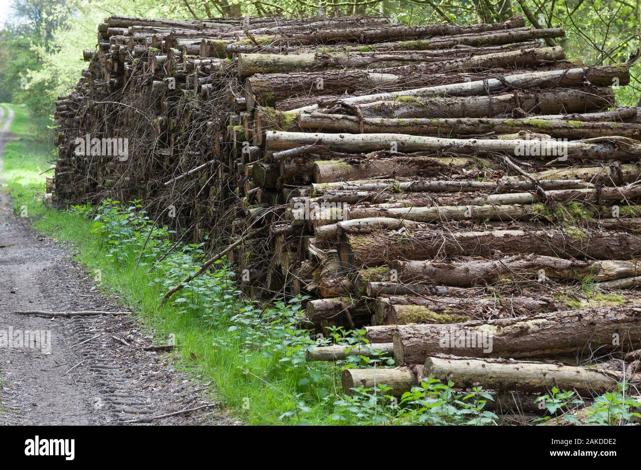tree logs on side of Stock Photo Alamy