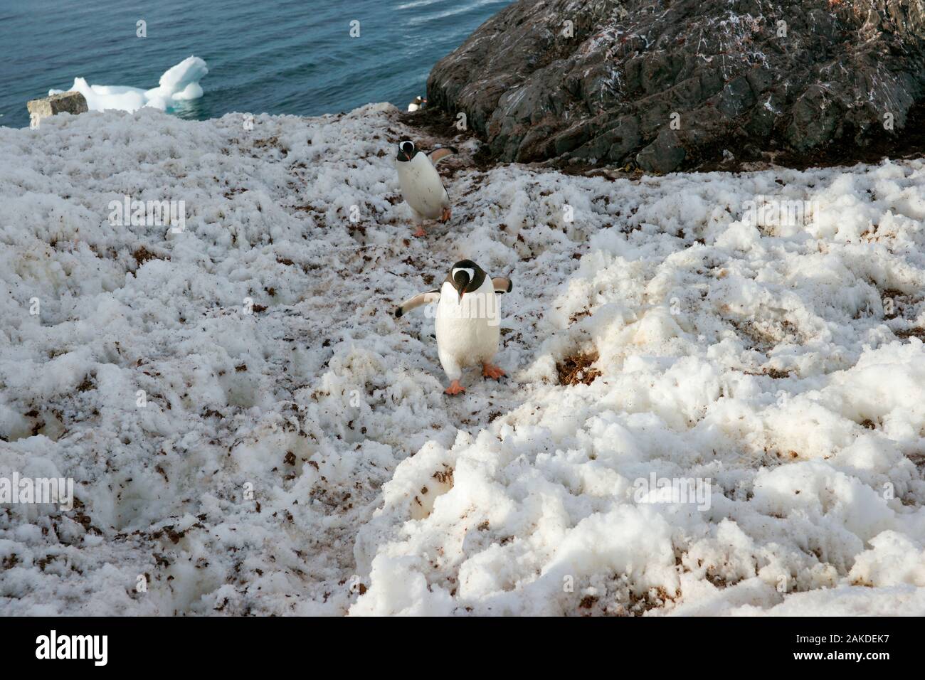 Gentoo penguins walking up a hill from the water. Estación Científica
