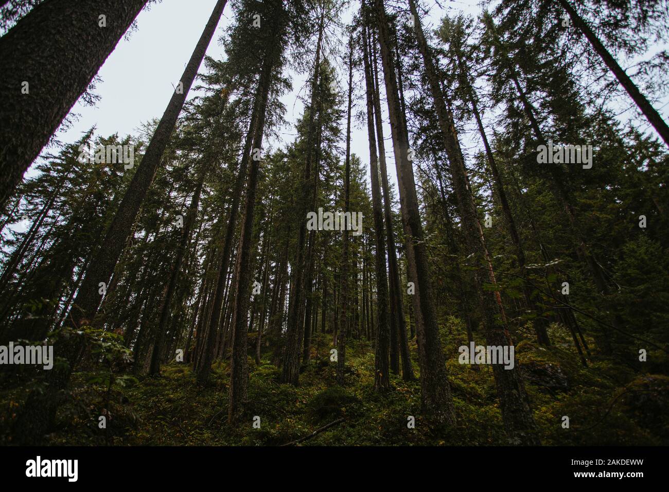 Mountain forest, Dolomites, Alto Adige, Italy, Europe Stock Photo