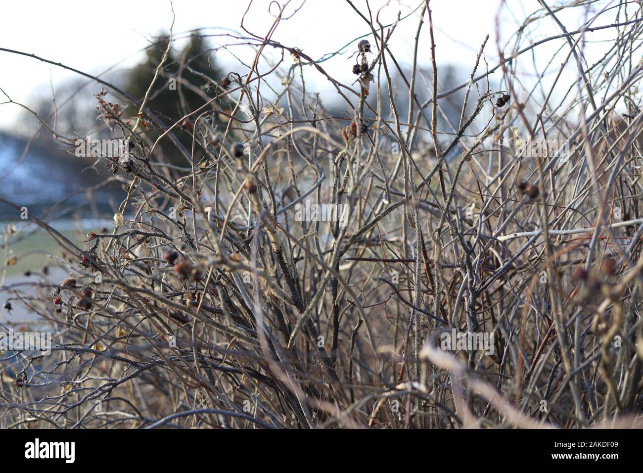 Rose bushes in winter deals