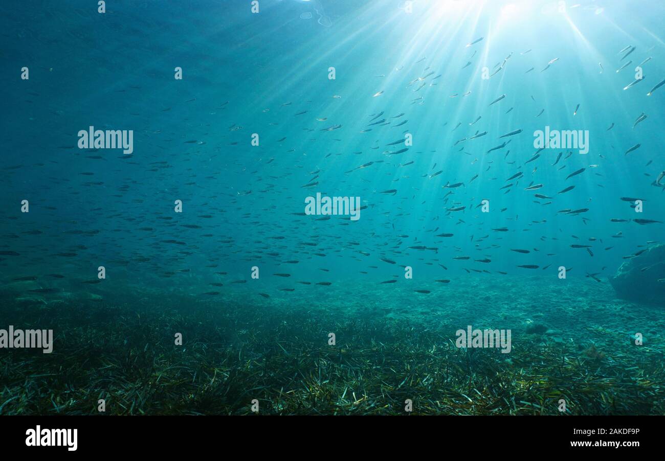 A school of atherina fish with sunlight underwater in the Mediterranean sea, natural scene, France, Occitanie Stock Photo