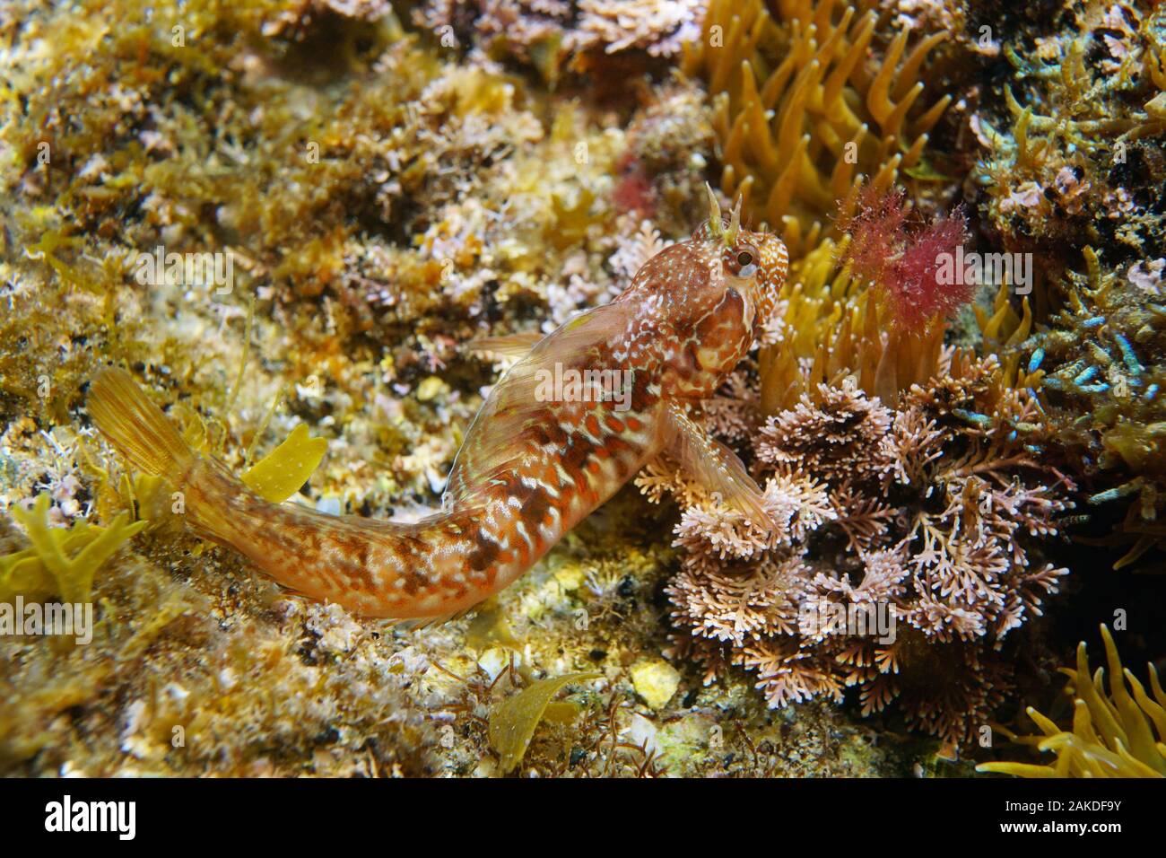 Close-up of a mystery blenny fish, Parablennius incognitus, underwater in the Mediterranean sea, France, Occitanie Stock Photo