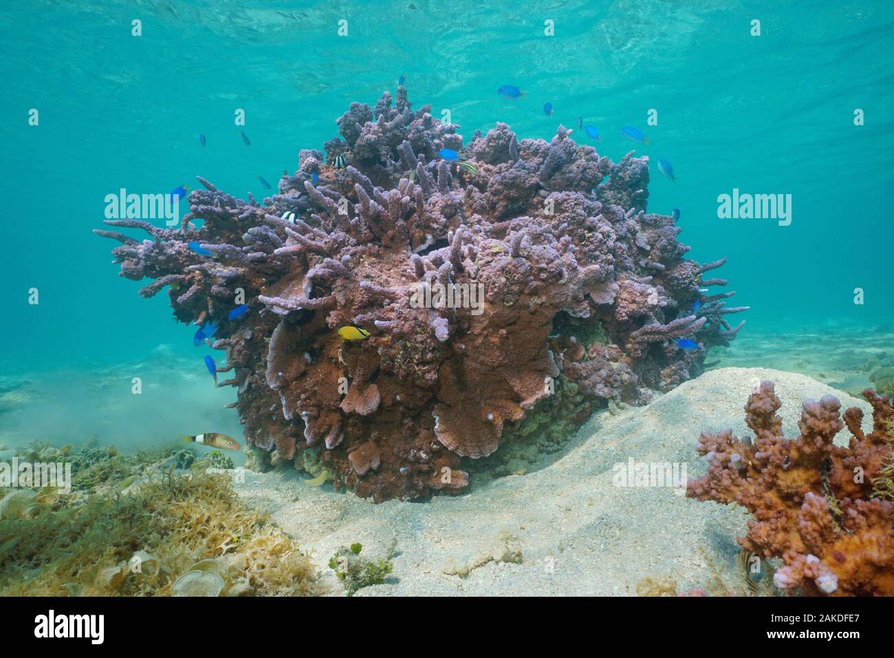 Purple coral (Montipora Sp.) underwater with tropical fish, Pacific ocean, Huahine, French Polynesia, Oceania Stock Photo