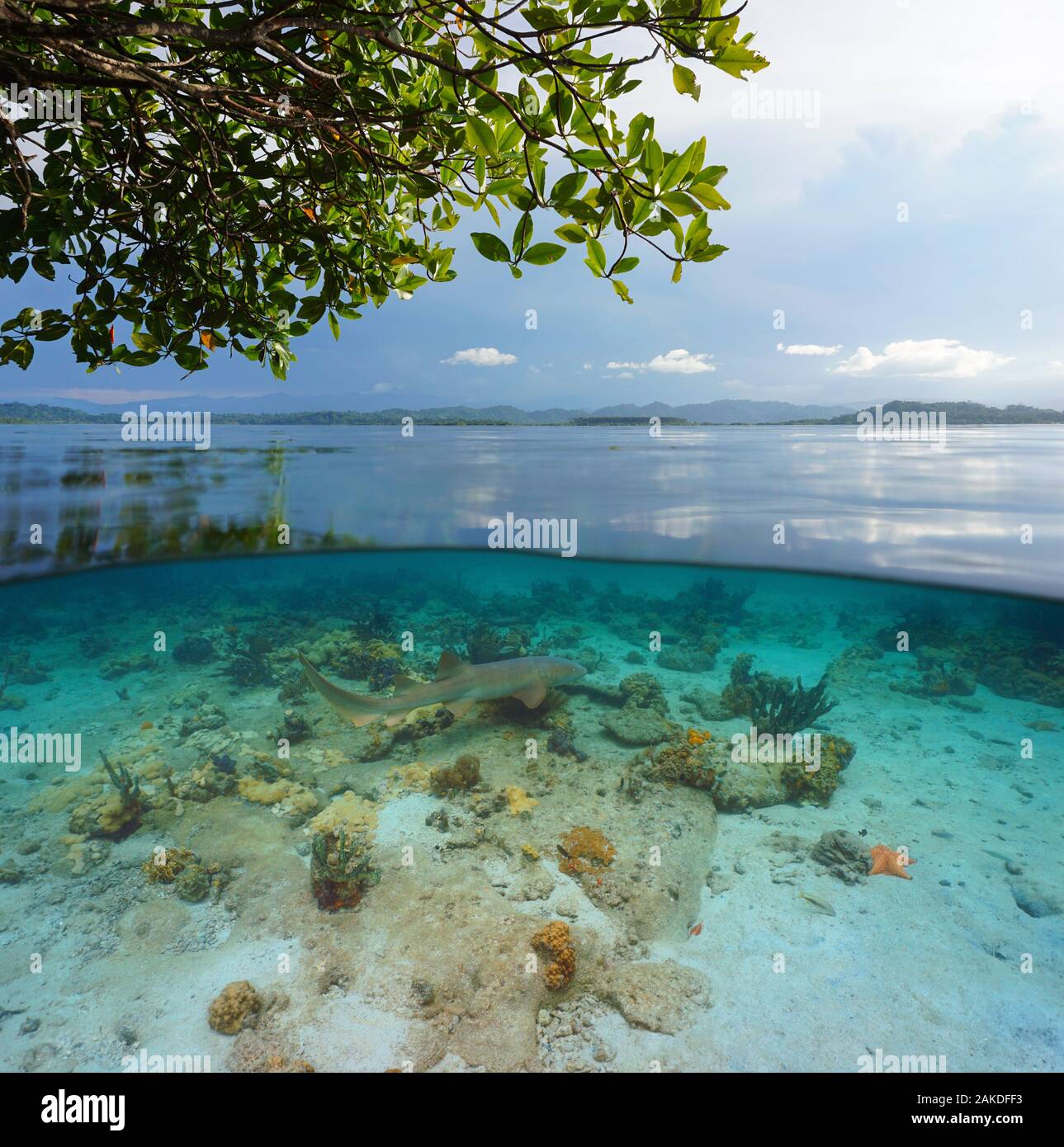 Tropical seascape with a nurse shark underwater, split view over and ...