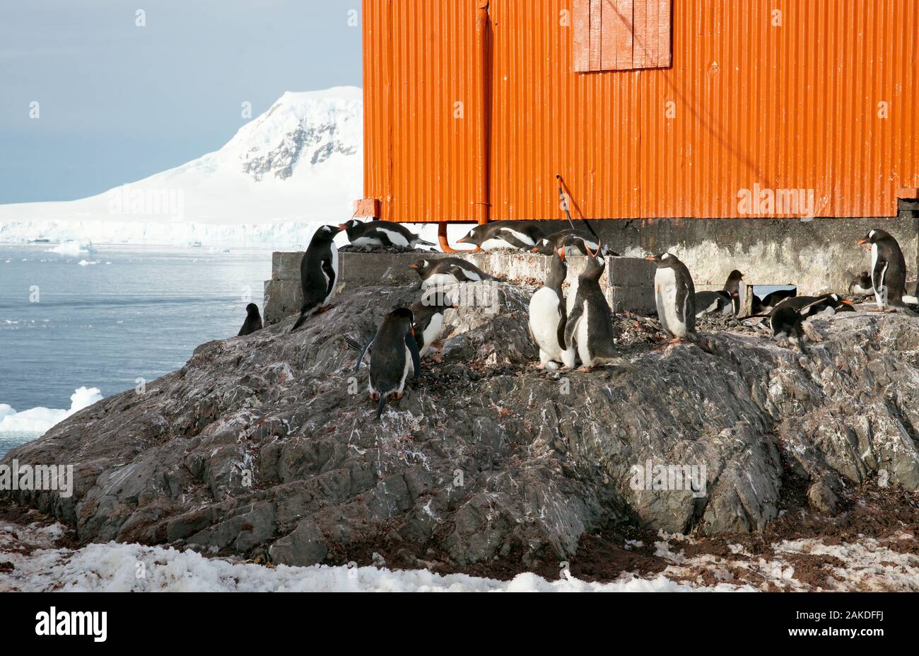 Gentoo penguins (Pygoscelis papua) gathered in the shelter of a building. Near the center a couple with an egg showing do a mating call. Estación Cien Stock Photo