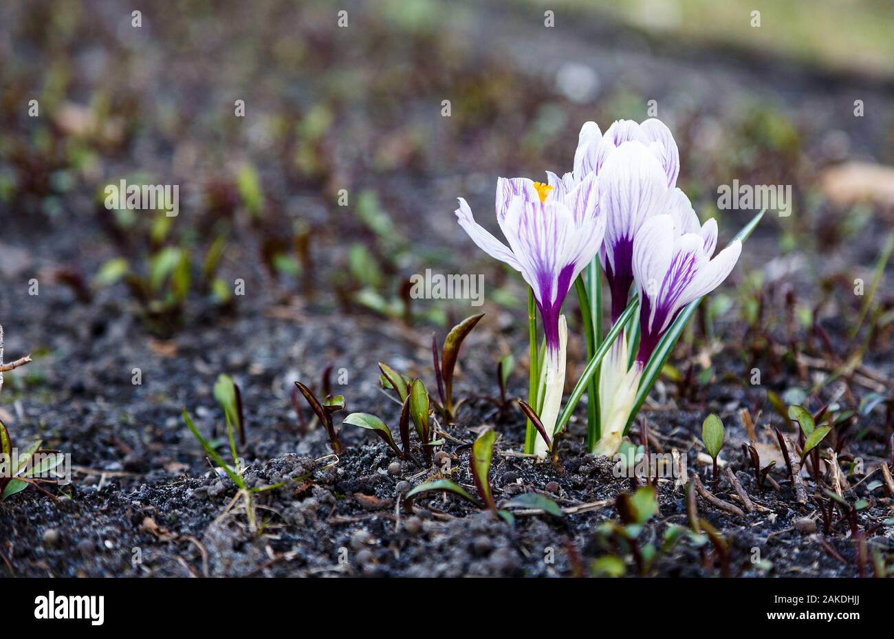 Spring Nature Background With Flowering Violet Crocus In Early Spring Plural Crocuses In The Garden With Sunlight Stock Photo Alamy