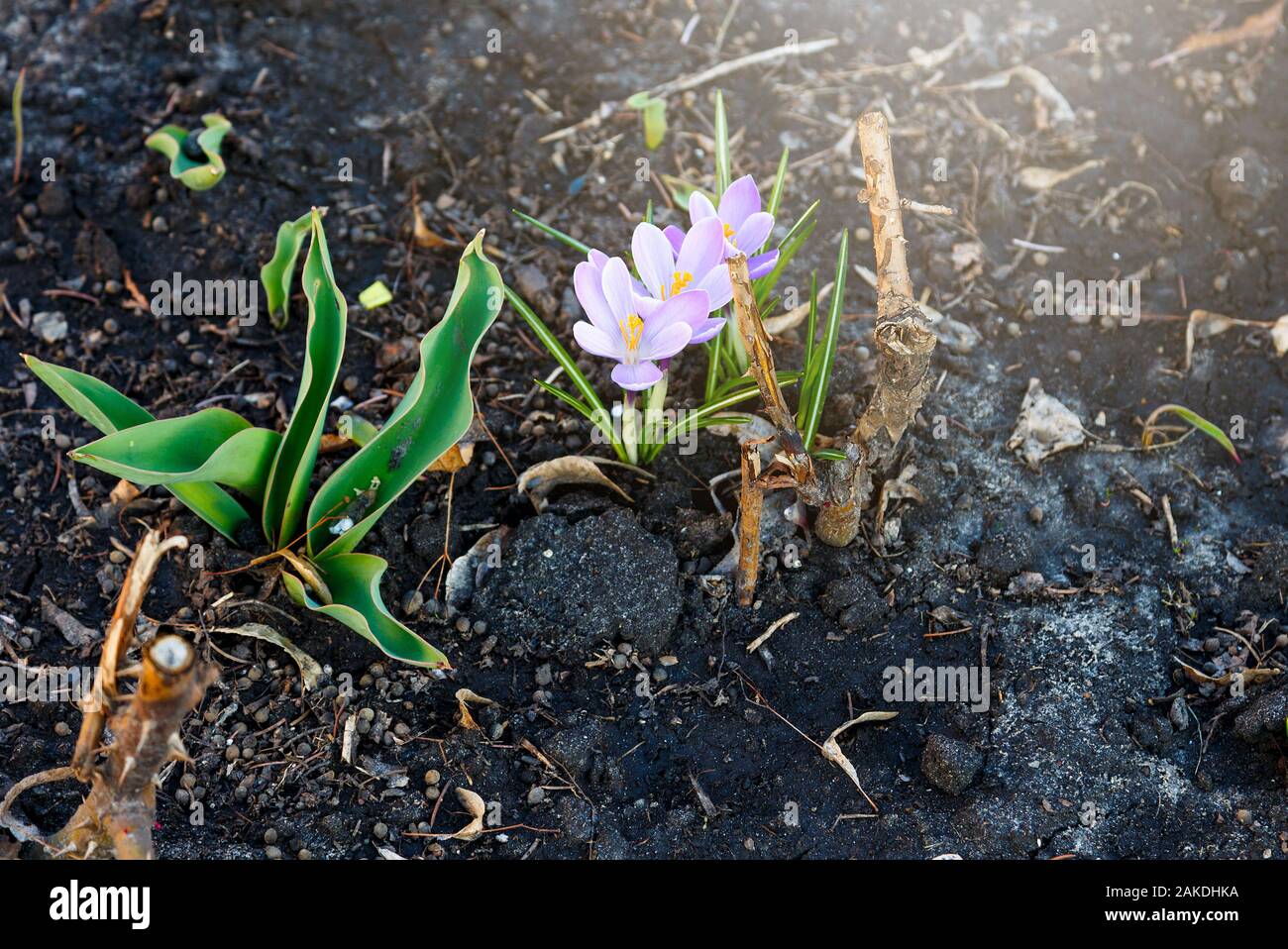 Spring Nature Background With Flowering Violet Crocus In Early Spring Plural Crocuses In The Garden With Sunlight Stock Photo Alamy