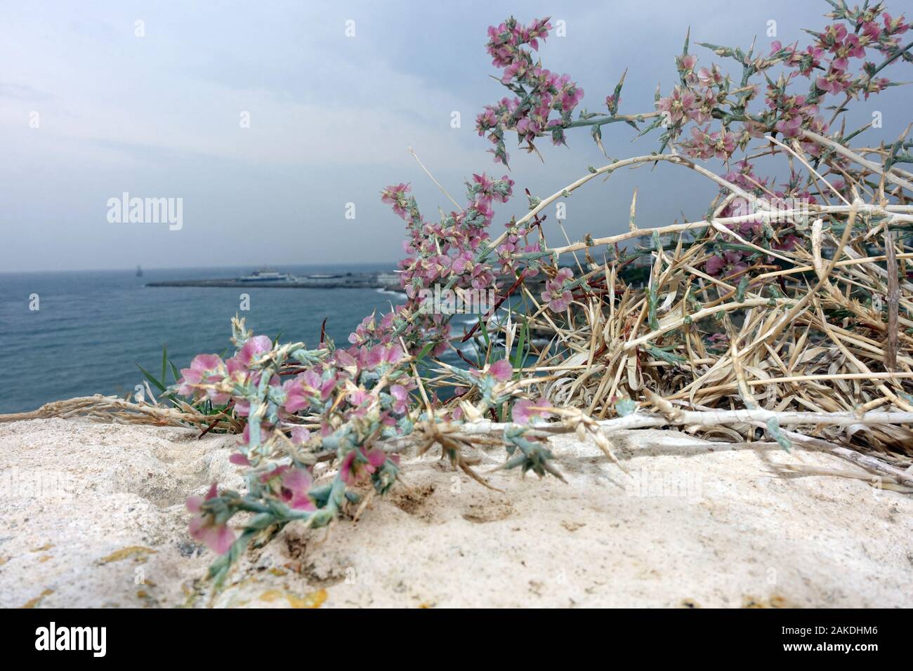 Ruthenisches Salzkraut oder Kali-Salzkraut (Salsola tragus ssp. tragus) auf den Mauern des Kastells, Kyrenia / Girne, Türkische Republik Nordzypern Stock Photo
