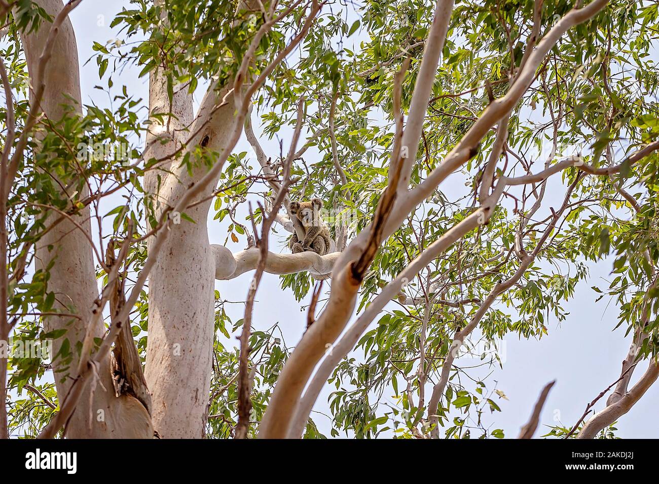 An Australian koala bear sitting in a tree in it's natural bushland