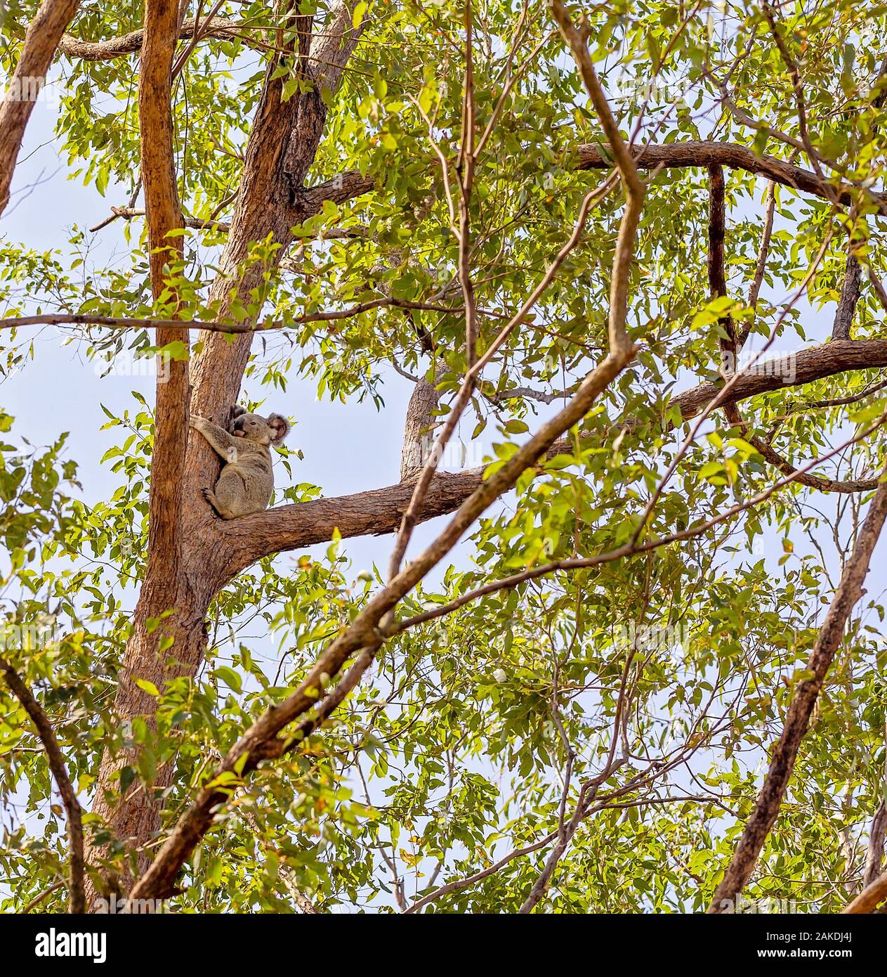 An Australian koala bear sitting in a tree in it's natural bushland