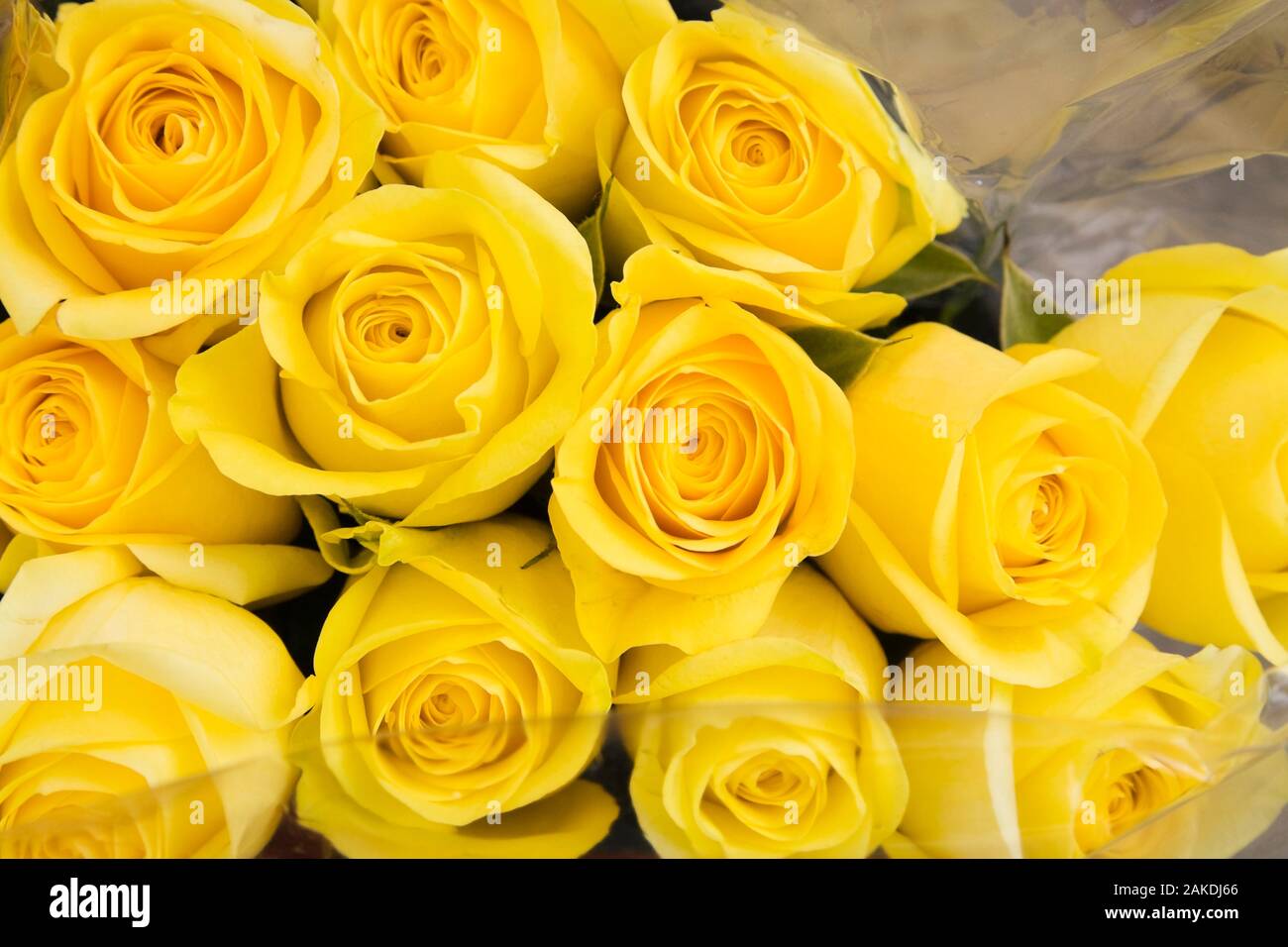 Rosa circular hi-res stock photography and images - Alamy