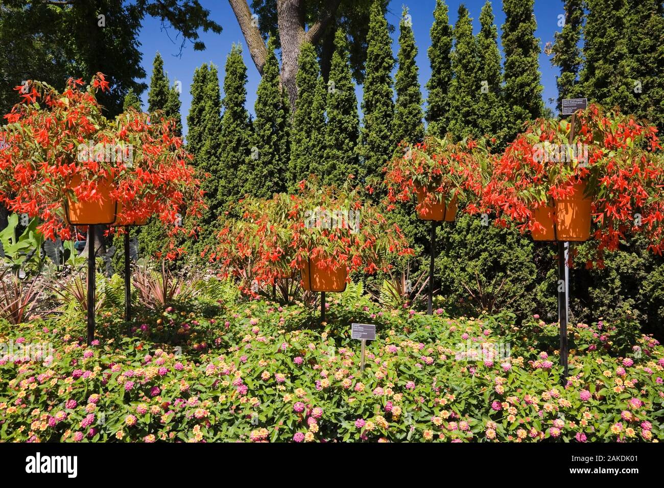 Border planted with pink, purple Lantana verbena 'Luscious Berry Blend', red Begonia tuberous 'Santa Cruz Sunset' flowers growing in orange planters Stock Photo