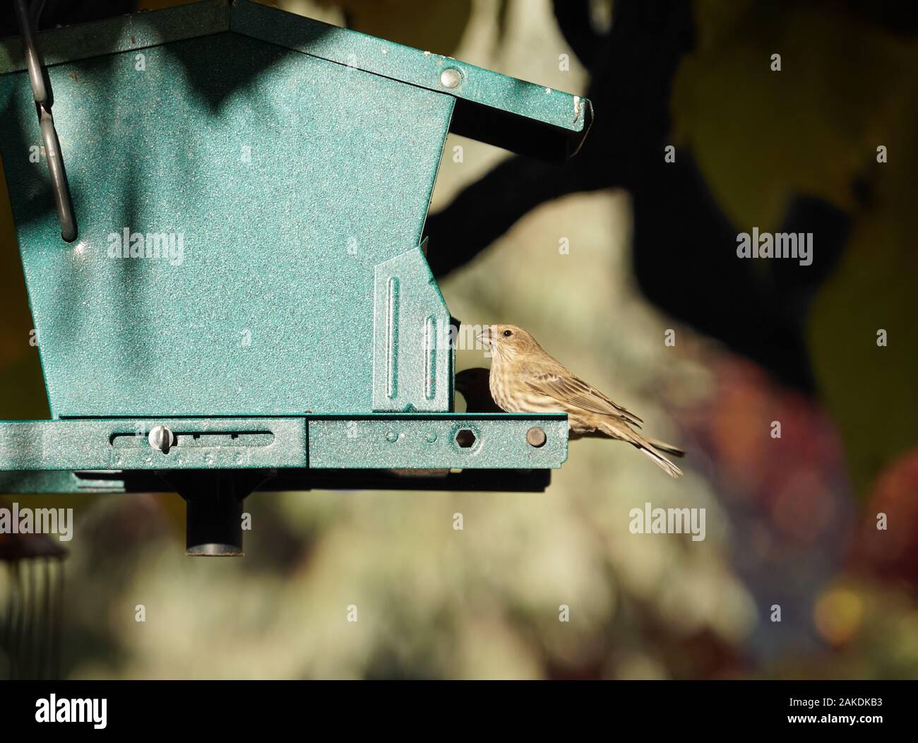 Close Up Of A Small Bird Sits Quietly On A House Shaped Bird